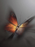 pic for abstract butterfly